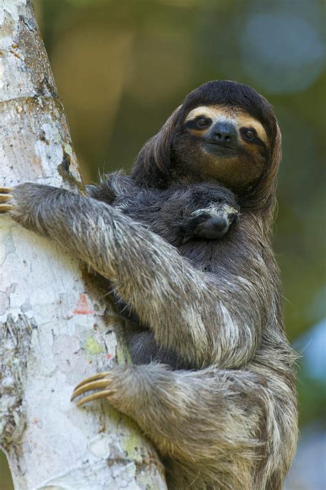 7 Sloth Facts You Probably Didn't Know