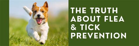 The Truth About Flea & Tick Prevention - Family Dog Naturals