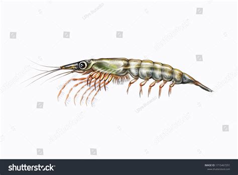 Krill Realistic Drawing Illustration Encyclopedia Animals Stock Illustration 1715467291 ...