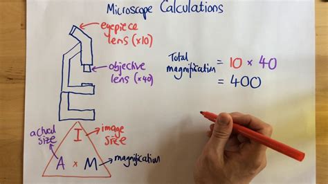 How Do You Find The Total Magnification Of A Dissecting Microscope ...