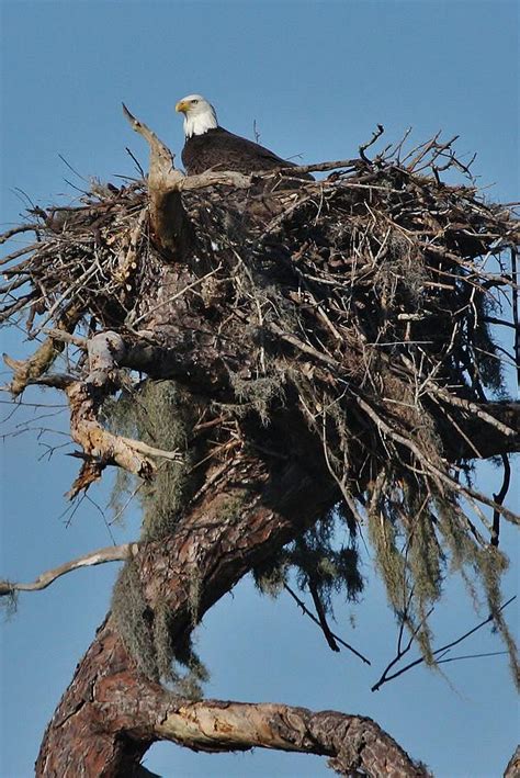 Eagles Nest Photograph by Gary Ezell - Pixels