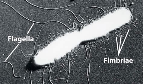 Microwunderkammer: Our parasites, our selves