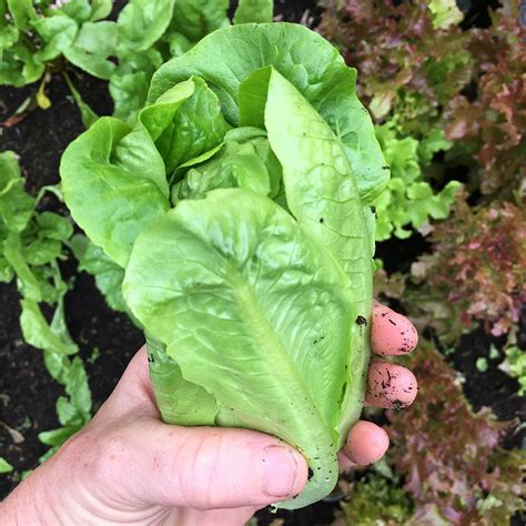 Lettuce - Little Gem - 10 Plug Plants | Order Online - Rocket Gardens