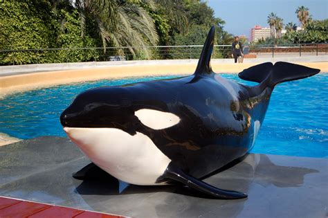 Orca Morgan, the oblivious martyr? • Loro Parque