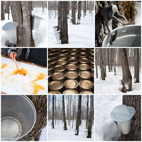 Maple syrup production stock image. Image of postcard - 23888207