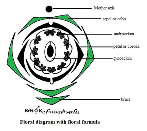 Characteristics and economic importance of family Leguminosae - Online Science Notes