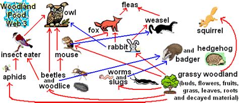 Deciduous Forest Food Web