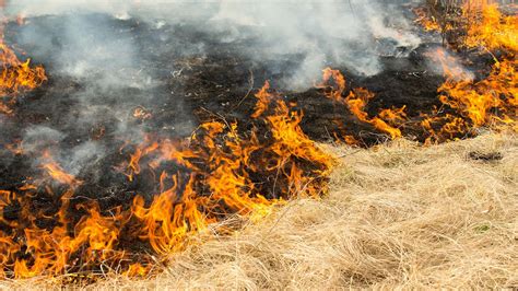 Maui's grass-fire cycle explained - BBC Reel