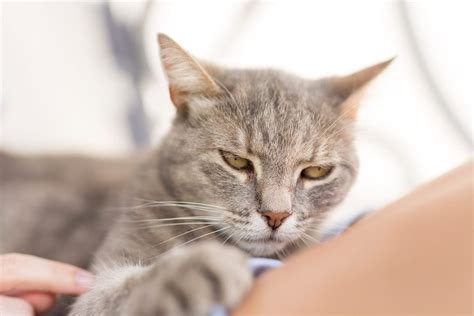 Reading Feline Minds: Do Cats Know When You're Angry at Them? - drcatbreeds