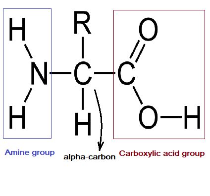 General Structure Of Amino Acids