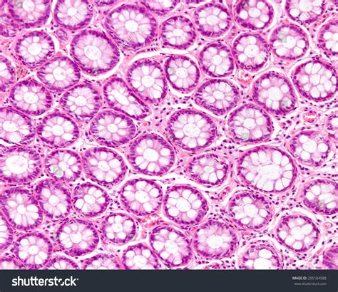 Cross Section Intestinal Glands Crypts Showing Foto de stock 295184588 ...