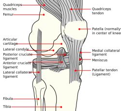 Lateral Collateral Ligament of the Knee - Physiopedia