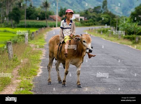 Vietnamese boy riding a cow on a road Stock Photo - Alamy