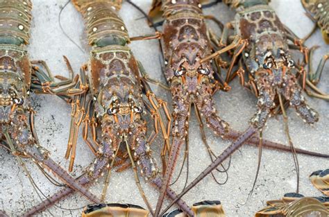 Florida Insider – Florida’s spiny lobster miniseason begins soon