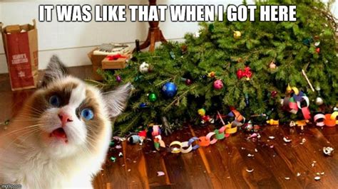 Image tagged in cat,shocked,christmas tree - Imgflip