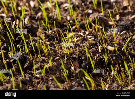 Grass-seed-germination-time-lapse