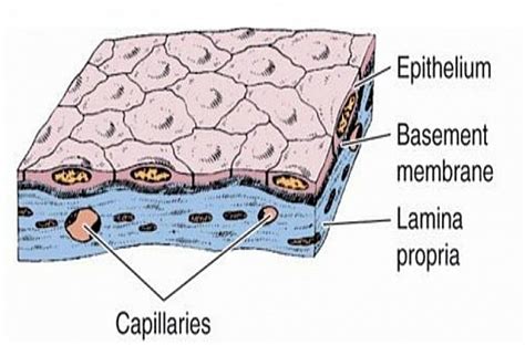 36 simple squamous epithelium labeled diagram - Wiring Diagram 2022