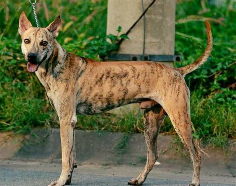 Phu Quoc Ridgeback Breed Profile - Complete Overview