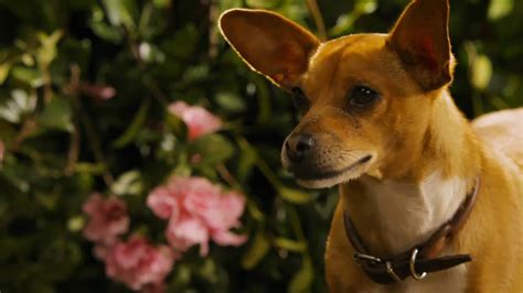 Beverly Hills Chihuahua 2 Sneak Peek - YouTube