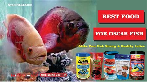 Feeding Your Aquarium Fish the Right Type of Food - Realrecipe