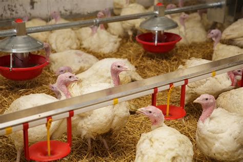 Agri View: Turkey Production | AgNet West