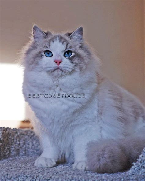 Available Ragdoll Cat | Ragdoll Kittens | Kittens for adoption