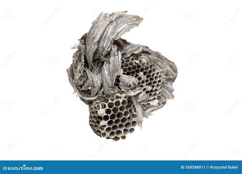 Old Wasp Nest on White Isolated Background Stock Image - Image of wild ...