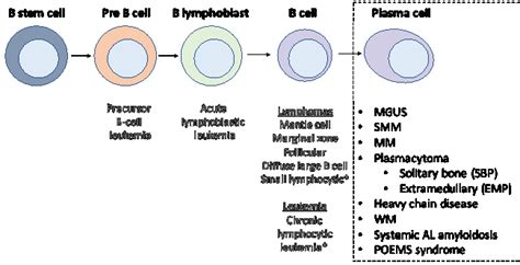 Plasmacytoma (Solitary bone plasmacytoma, extramedullary plasmacytoma)