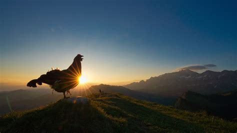 View the Bird Photographer of the Year 2021 Winners — Bird Photographer of the Year