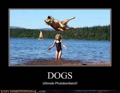 Very Demotivational | Demotivational posters, Dogs of the world, Funny animals