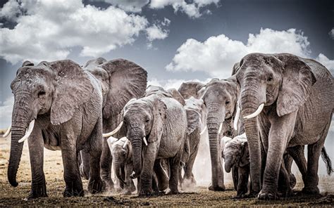 Download wallpapers herd of elephants, gray elephants, Africa, little elephant, wildlife ...