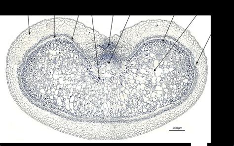 Cross section of a barley grain at 7 DAF CH -chlorenchyma; MVB -main ...