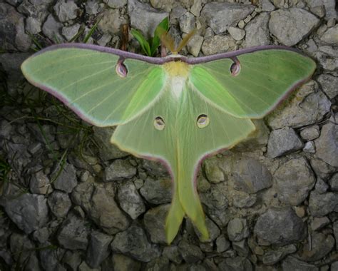 Giant Silk Moth Photos | Prairie Haven