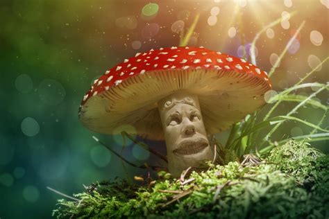 Magic Mushrooms: the New Cure for Addiction, PTSD & Anxiety? | Sober ...