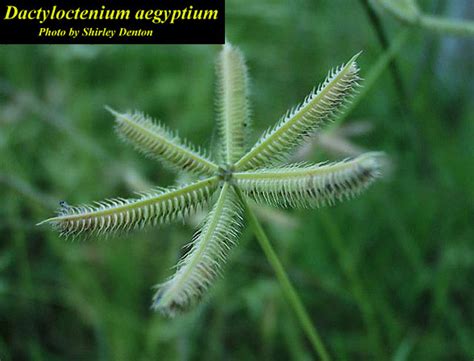 Dactyloctenium aegyptium - Photos - ISB: Atlas of Florida Plants - ISB: Atlas of Florida Plants