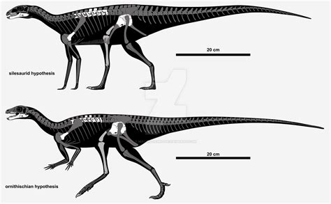 Pisanosaurus mertii by Maurissauro on DeviantArt