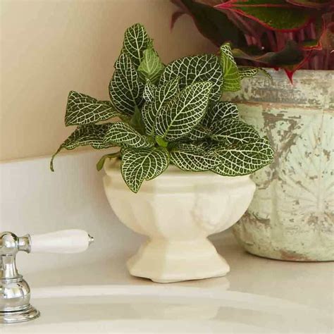 Bathroom With Fittonia Indoor Plant Low Light House Plants, Indoor ...