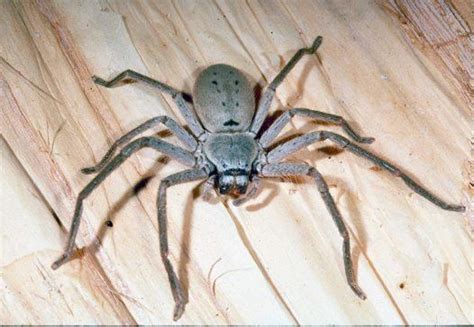 Huntsman spider ~ Detailed Information | Photos | Videos