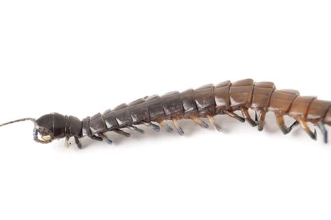 Free Stock image of Closeup detail of a centipede | ScienceStockPhotos.com