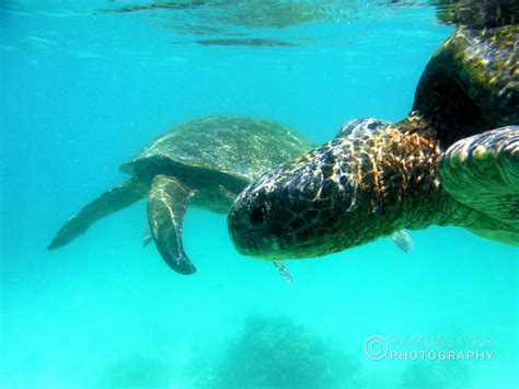 Ecuador Wildlife – Ramdas Iyer Photography