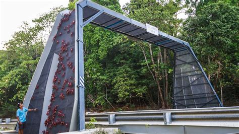 Forget Sydney and San Francisco, Christmas Island crab bridge helps migrating critters beat the ...