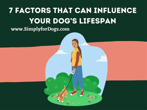 Factors That Can Influence Your Dog's Lifespan - (Effective & Thoughtful)