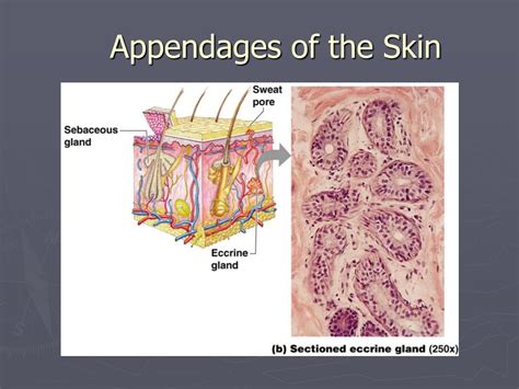 PPT - Skin Appendages PowerPoint Presentation, free download - ID:984518