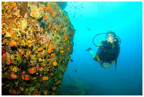 Great Cebu Diving Packages Available All Year Round