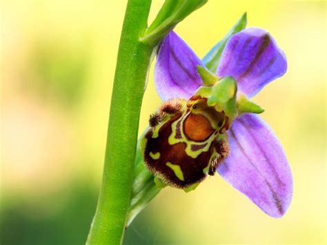 Bee Orchid Facts - Learn About Bee Orchid Cultivation In Gardens | Gardening Know How