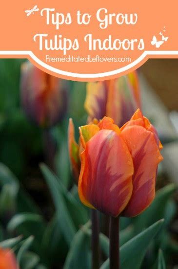 How to Grow Tulips Indoors