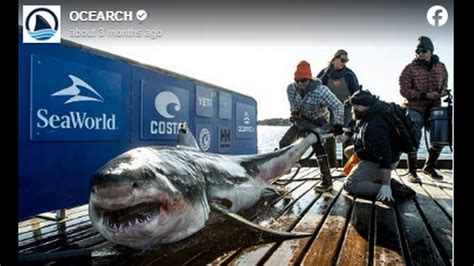 Annual great white shark migration converges on Florida | Miami Herald