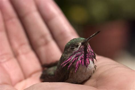 Hummer Time by DiamonEyes on DeviantArt | Hummingbird, Pet birds, Bee hummingbird