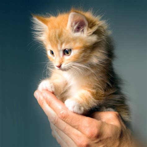 Animal Cute Kitten Cat Nature iPad Air Wallpapers Free Download