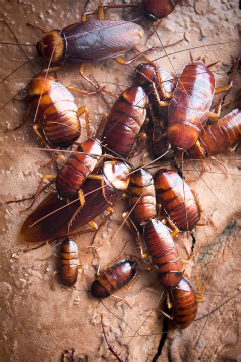 How to get roaches out of appliances - Rove Pest Control Boston